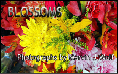 'Blossoms,' by Marvin J. Wolf is a stunning photographic portfolio of flower close-ups that demonstrate what a talented photographer can achieve with a cellphone, and how those tiny devices can be powerful tools to observe the world around us.